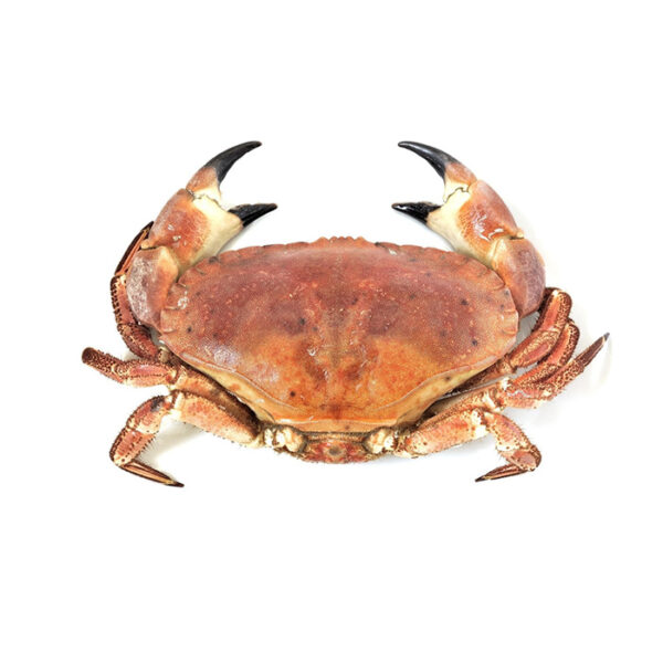 Cornish Crab (Whole)